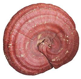 育碧想效仿对马岛 让《刺客信条：影》吸引更多日本玩家